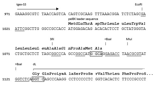 TGEX-LC-dL-Zeo cloning site